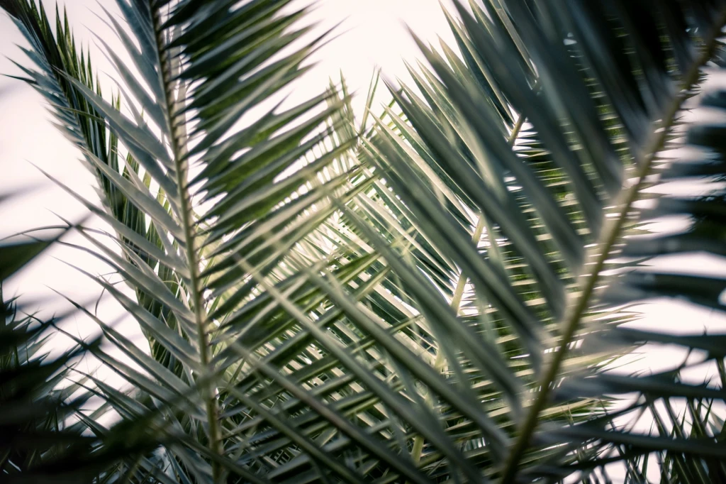Put Down Your Palms, Pick Up The Truth – A Palm Sunday Sermon On Mark 11:1-11
